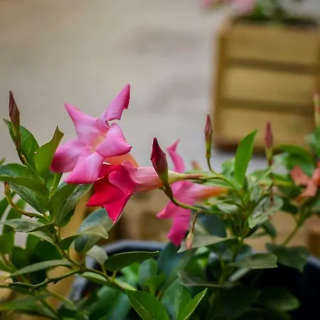 Casa Piedra Picuda 2 * Puerto De Mogan