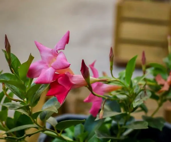 Casa Piedra Picuda 2 * פוארטו דה מוגן